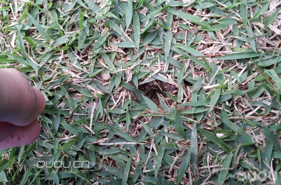 【新人求答】场地鞋钉问题