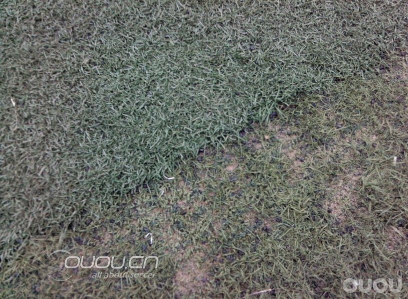 今天f50下地了,说说自己的感受(附菜地照)