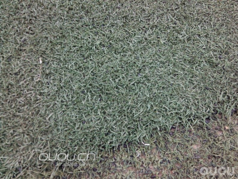 今天f50下地了,说说自己的感受(附菜地照)