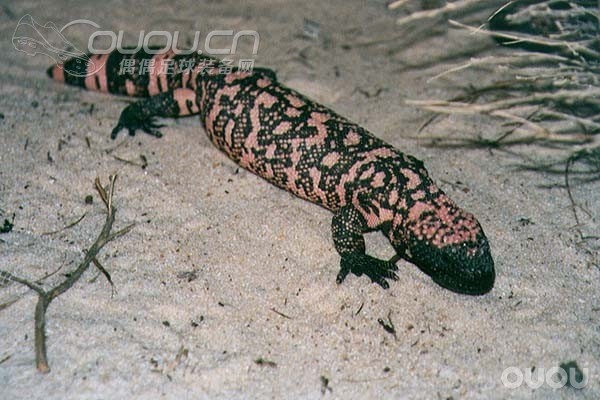 我的ID 毒蜂也来了! 一起凑个热闹!