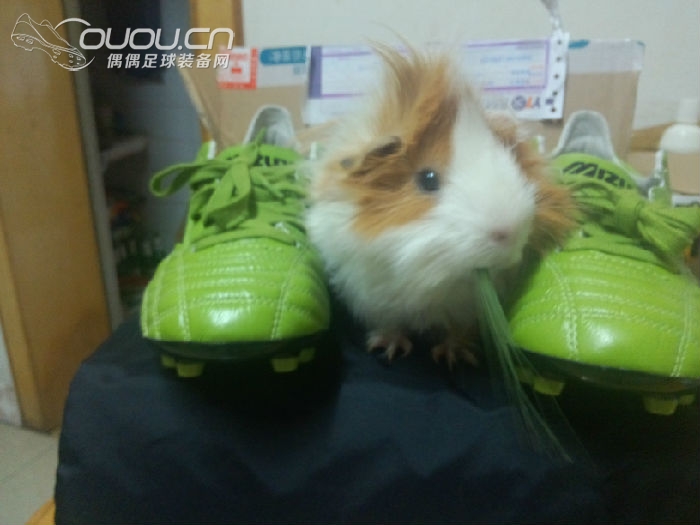 跟风收了一双399~模特太抢镜了