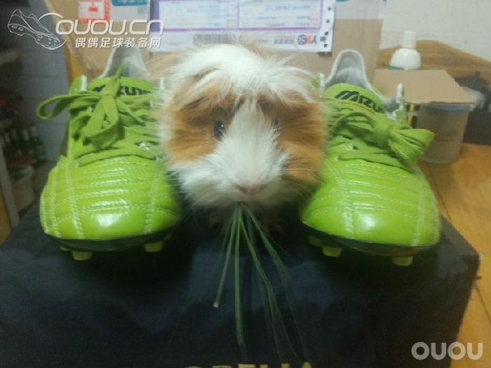 跟风收了一双399~模特太抢镜了