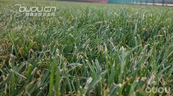 一个新的训练基地、祝大家2014都能踢上真草、