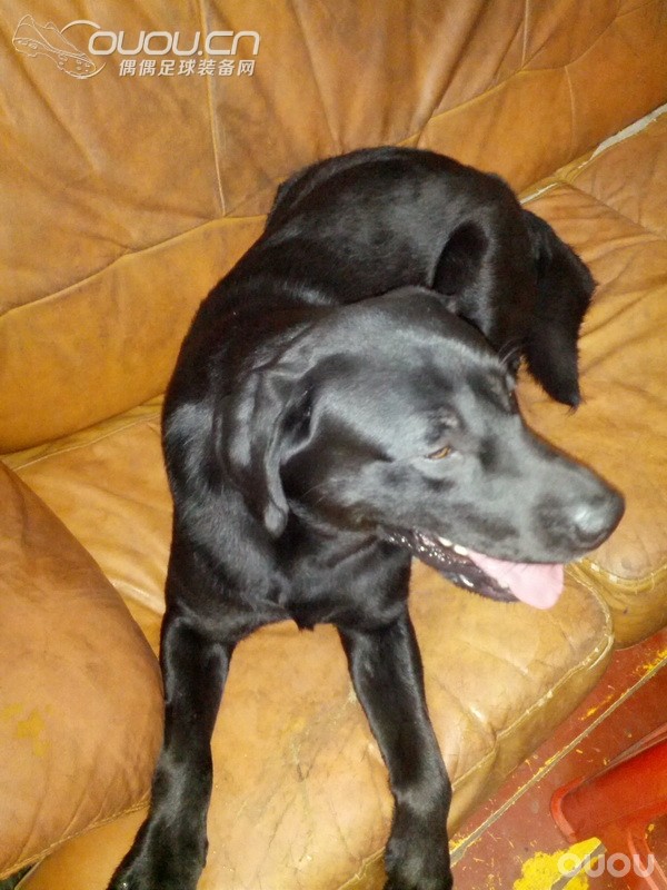 我是释迦控,我为释迦代言