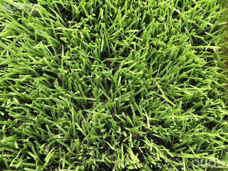 【偶偶第十五次草根接力实战评测】第三棒:颠覆—为新一代球员而生 测阿迪X15.1 FG