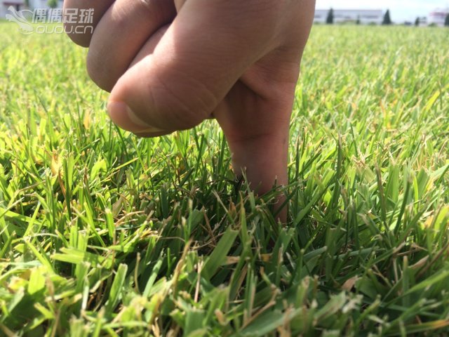 三双SG球鞋小评。