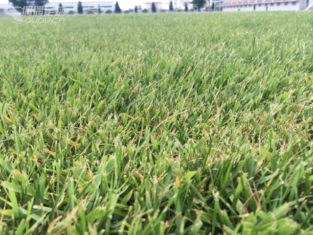 三双SG球鞋小评。