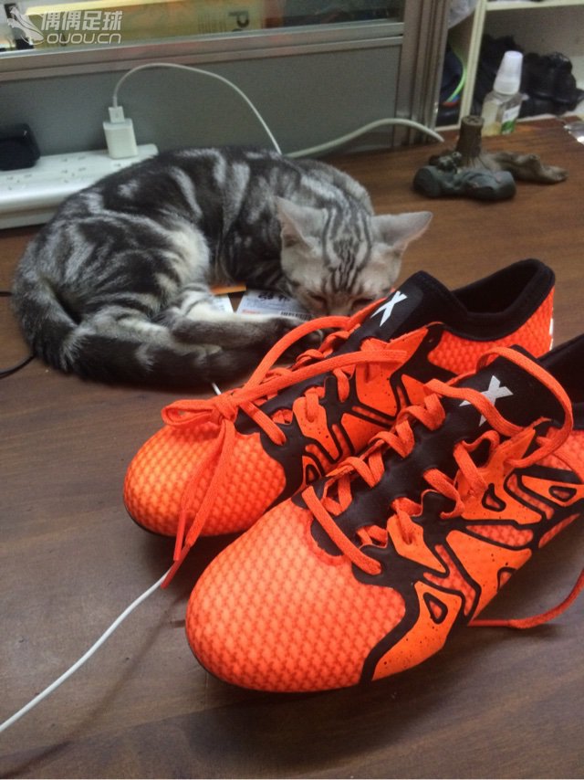 再炫下 小猫。小公猫。