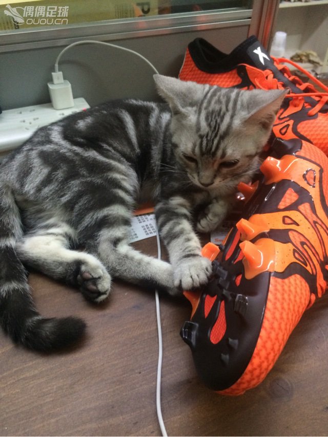 再炫下 小猫。小公猫。