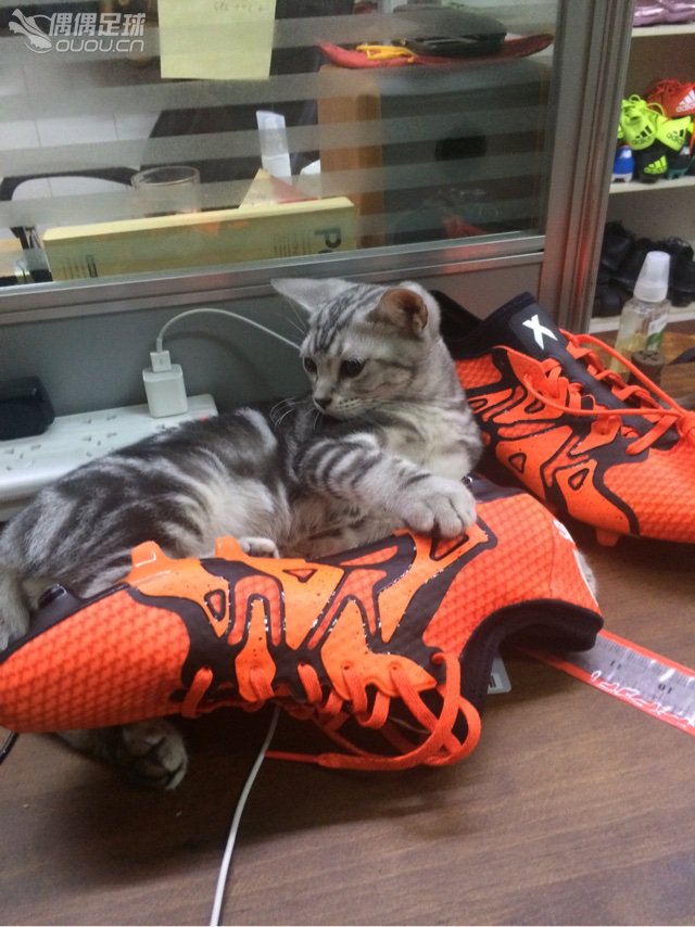 再炫下 小猫。小公猫。