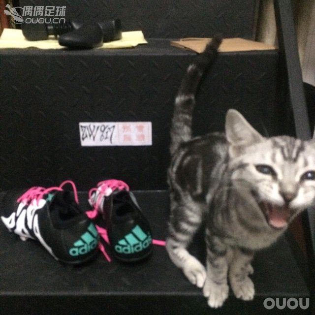 小猫乱入 无视他。