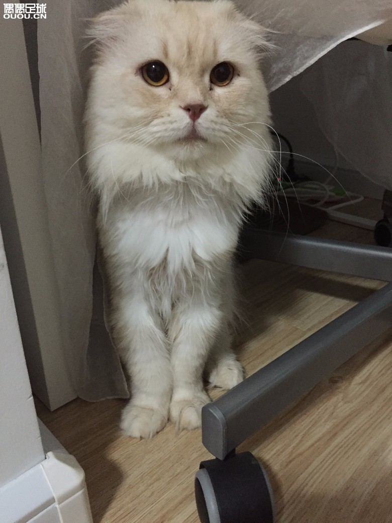 实战评测:idraw 极客足球鞋