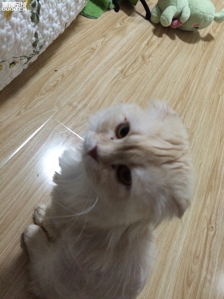 我也来一发静态评测:iDraw GEEK极客球靴