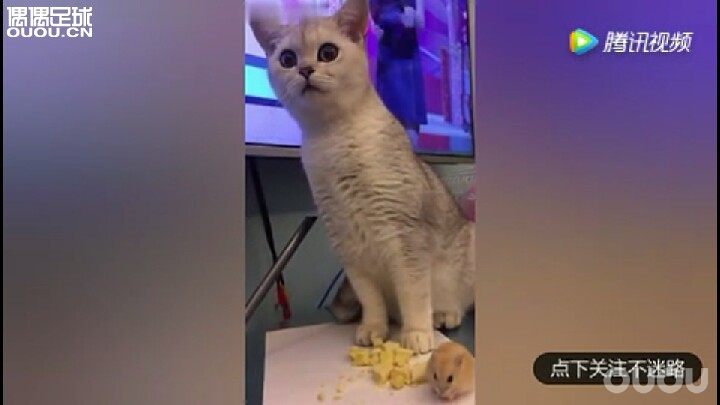 各位大哥,你们说我是买刺客SF4还是SF5还是SF6呢。好纠结啊!