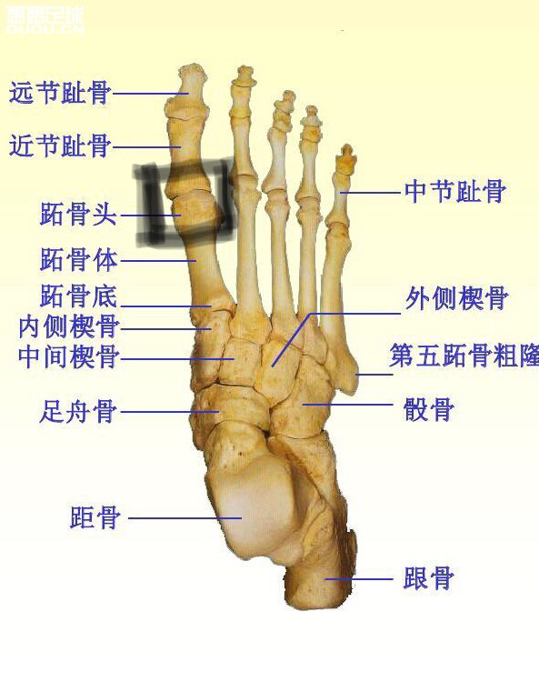 我习惯脚是右脚,一年前踢球一个动作搞得右脚趾头往下一点的关节痛(如图所示)