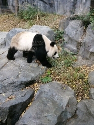 齐纳尔东